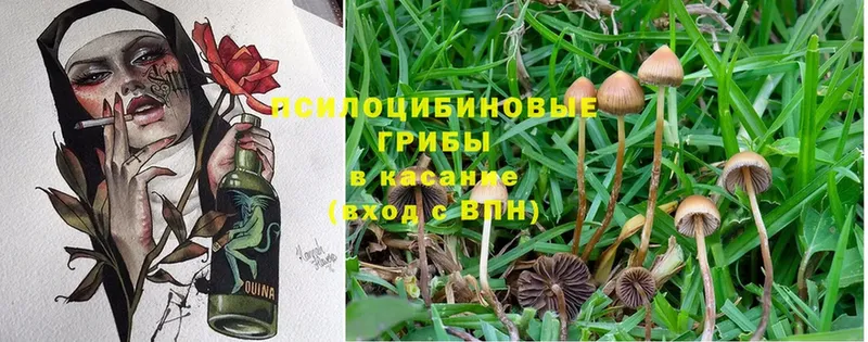 цены наркотик  mega онион  Галлюциногенные грибы Magic Shrooms  Белокуриха 